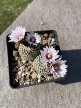Turbinicarpus valdezianus